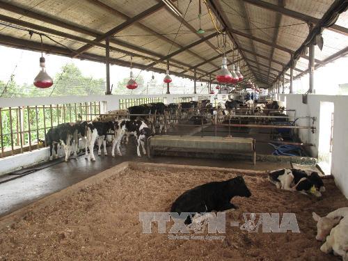 SCIC cam kết bán vốn Vinamilk minh bạch, hiệu quả